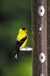 American Goldfinch on Wild Birds Unlimited Finch Feeder