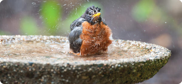 Help Birds Survive the Heat